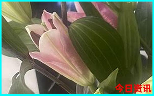 新疆旅游最佳季节是几月份